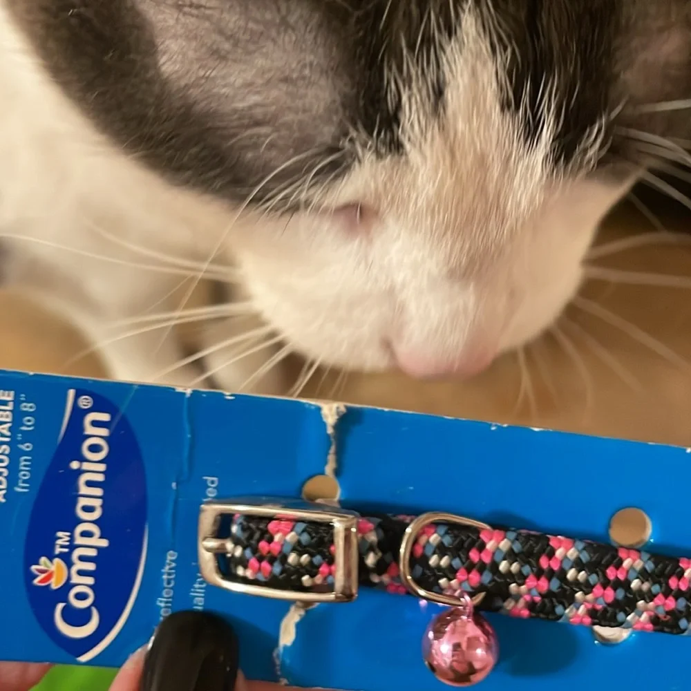 Cat collar new adjustable from 6” to 8 “